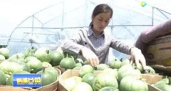 晋城市今日鲜瓜价,今日鲜瓜价格一览”