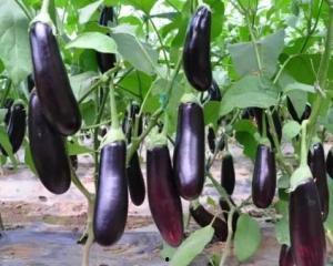 今日瓜茄最新价格表,新鲜行情速递