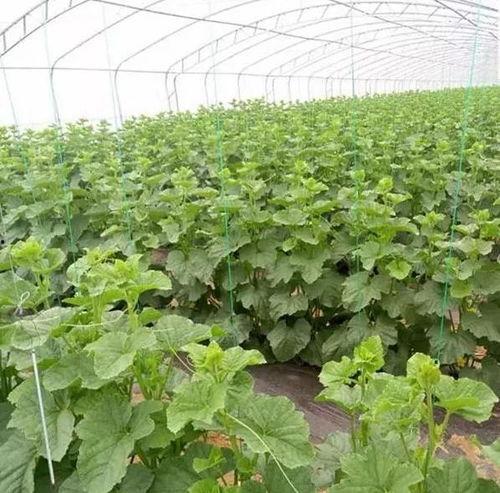 鲁厚甜网纹瓜今日价格,品质瓜果，价格亲民