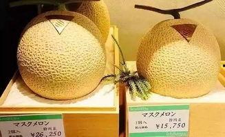 鲁厚甜网纹瓜今日价格,品质瓜果，价格亲民