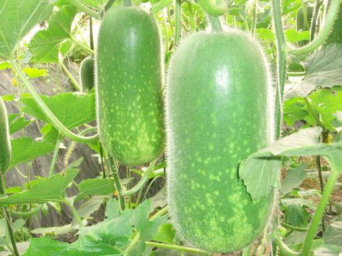 今日大瓜每日大赛往期,今日大瓜每日大赛经典瞬间大盘点