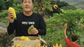 专门吃黑籽的瓜,专食黑籽瓜的瓜类新发现