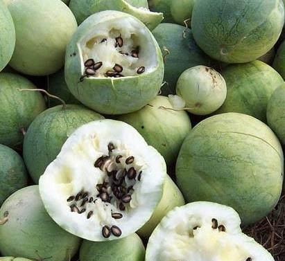 专门吃黑籽的瓜,专食黑籽瓜的瓜类新发现