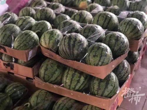 专门吃黑籽的瓜,专食黑籽瓜的瓜类新发现