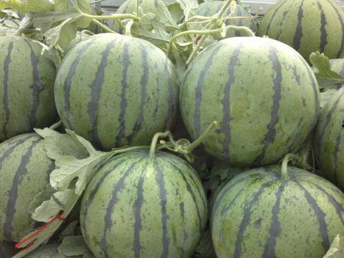 山东聊城小白瓜今日价格,行情稳健，品质优良