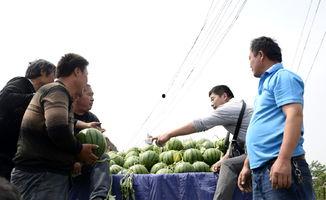 山东聊城小白瓜今日价格,行情稳健，品质优良