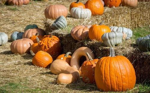 红薯哥热门韩城吃瓜群众,揭秘热门话题背后的真相