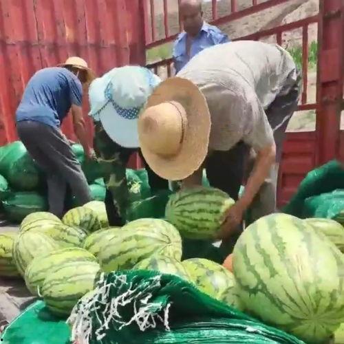 红薯哥热门韩城吃瓜群众,揭秘热门话题背后的真相