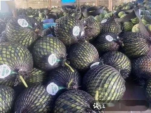 海南晓蜜二瓜今日行情,甜蜜价格波动，市场动态一览