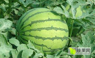 海南晓蜜二瓜今日行情,甜蜜价格波动，市场动态一览