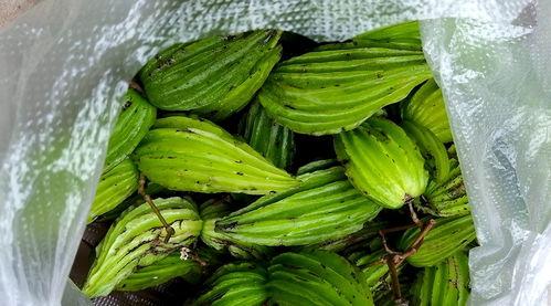 凉瓜今日价格行情最新,今日行情一览