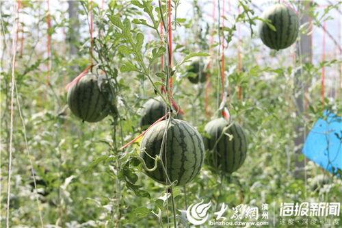 临沂热门吃瓜事件视频最新,一场全民参与的吃瓜盛宴