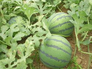 岳阳今日西瓜收瓜价,价格行情一览