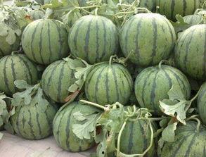 岳阳今日西瓜收瓜价,价格行情一览