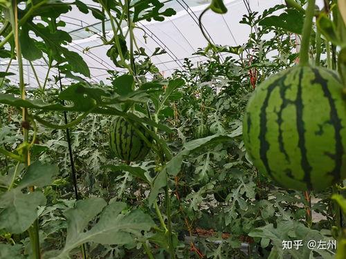 今日小吊瓜行情分析