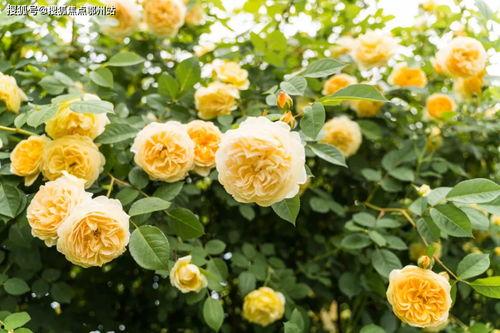 今日小吊瓜行情分析