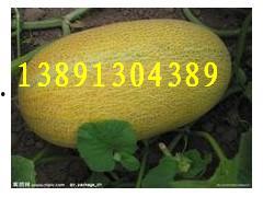 哈密瓜大棚钢管今日价格,市场行情一览”