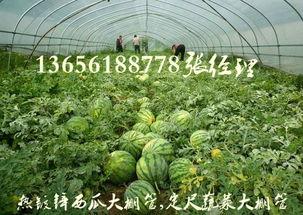 哈密瓜大棚钢管今日价格,市场行情一览”