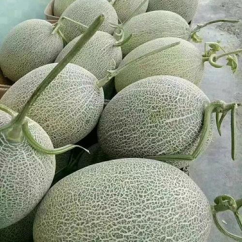 哈密瓜价格最新行情今日,价格波动解析与市场趋势洞察