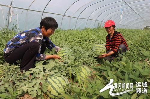 夏县甜蜜蜜瓜今日行情,新鲜上市，价格走俏，抢购正当时！