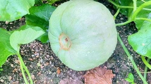 今日最火的瓜是啥,揭秘最火瓜的幕后真相