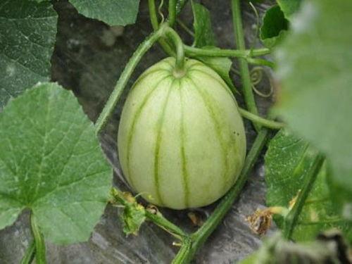 上热门自己种的瓜甜,揭秘热门“自己种的瓜甜”背后的秘密