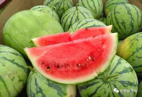 上热门自己种的瓜甜,揭秘热门“自己种的瓜甜”背后的秘密