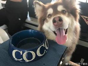 网红狗哥爆料吃瓜事件真相,吃瓜事件背后的真相大起底