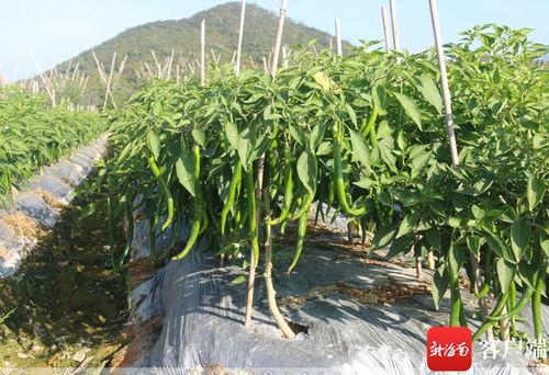 今日三亚瓜菜价格,新鲜直供，实惠之选