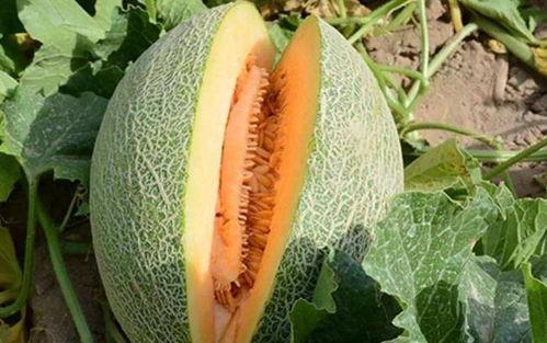 今日肇庆梢瓜多少钱