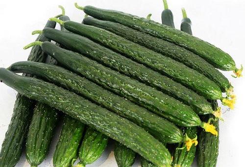 海南水果黄瓜吊瓜今日价格,新鲜采摘，实惠之选