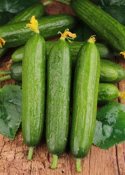 海南水果黄瓜吊瓜今日价格,新鲜采摘，实惠之选