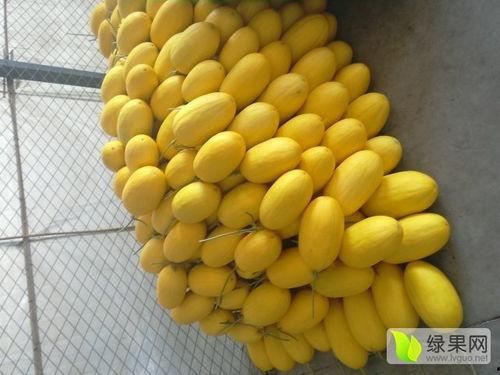 山东寿光今日哈密瓜价格,新鲜上市，实惠之选