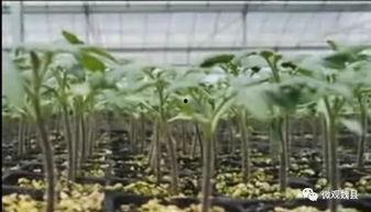 上热门魏县的瓜,探寻热门瓜果的甜蜜奥秘