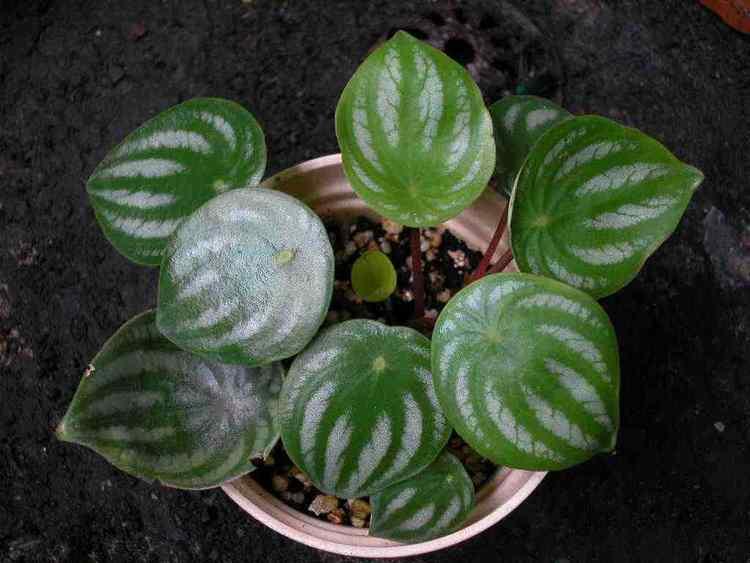 上热门魏县的瓜,探寻热门瓜果的甜蜜奥秘