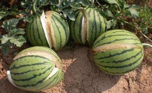 保山吃瓜最新事件爆料是真的吗,最新爆料真相揭秘