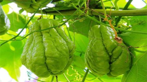 佛手瓜今日价格行情,涨跌波动解析