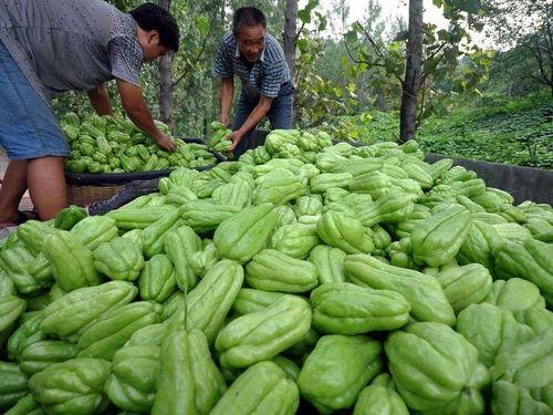 佛手瓜今日价格行情,涨跌波动解析