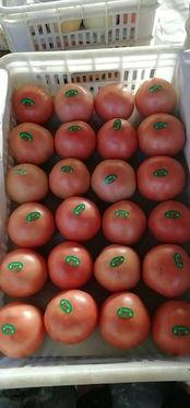 河北热门瓜,探寻河北热门瓜类的独特魅力