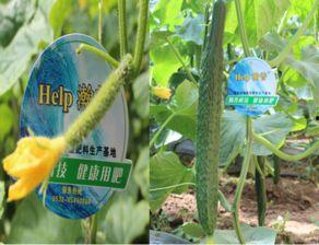 河北热门瓜,探寻河北热门瓜类的独特魅力