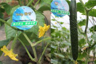 河北热门瓜,探寻河北热门瓜类的独特魅力