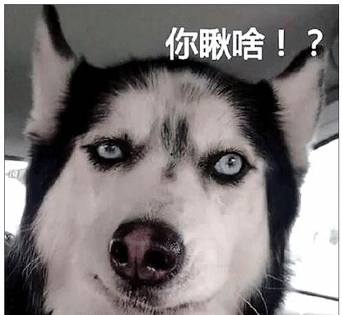 二哈吃瓜娱乐圈百度云,娱乐圈风云录