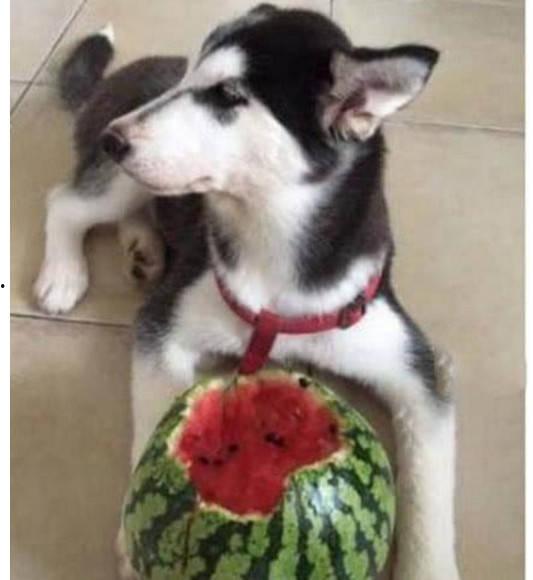 二哈吃瓜娱乐圈百度云,娱乐圈风云录