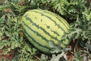 51cg热门大瓜加州