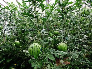 蒲城吊瓜今日价格2025年,价格走势及市场分析”